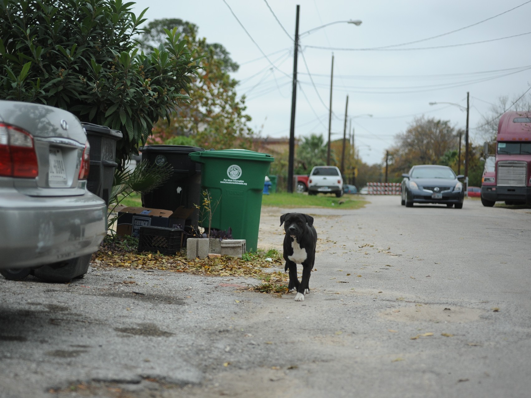 Barrio Dog Neighborhood Advocates