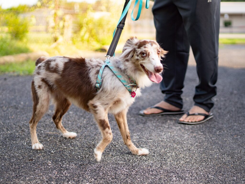 Barrio Dogs success stories