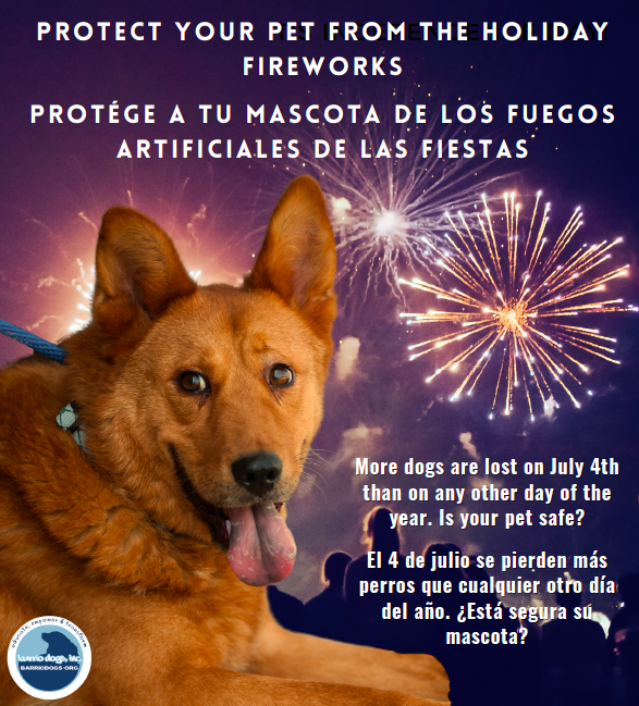 Barrio Dogs Protect your pet from holiday fireworks1