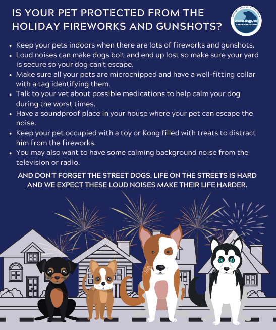 Barrio Dogs Protect your pet from holiday fireworks2